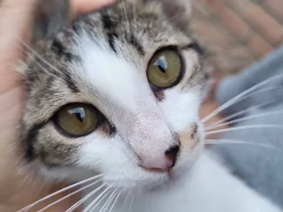 Котенок Космо
