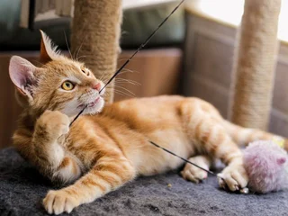 Котёнок Батон