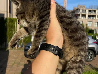 Котёнок тигровой расцветки