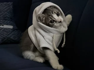 Котёнок Микки