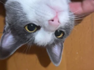 Батуми! это Вишня 🍒 и она ищет дом