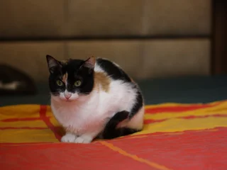 Трехцветная кошка Бяка