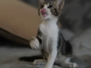 Девочка-котёнок Нота