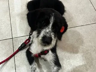 Щенок Снорби