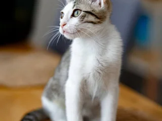 Котенок Ася в добрые руки
