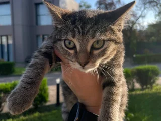 Котёнок тигровой расцветки