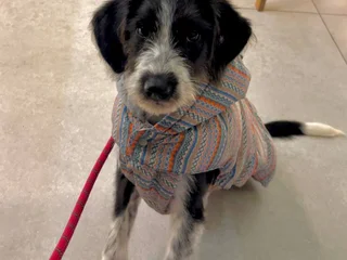 Щенок Снорби (4 мес)