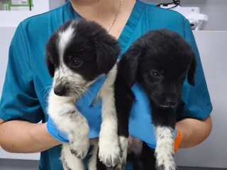 Щенки в добрые руки
