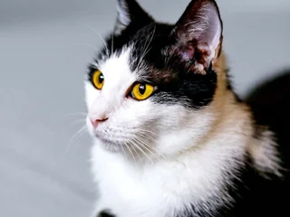 Кот Доминик в добрые руки