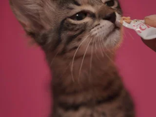 Котёнок Маршалл