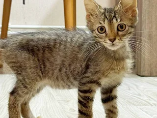 Котёнок (девочка)