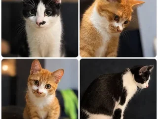 Котенок в добрые руки