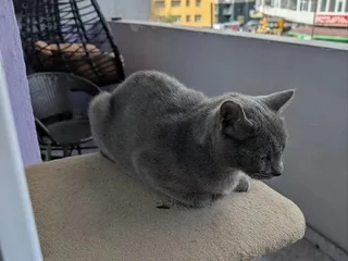 Породистая кошечка