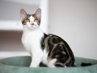 Котенок бенгальской породы