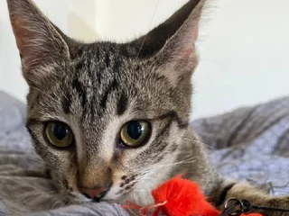 Котенок Ирина