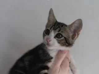 Девочка-котёнок Элой