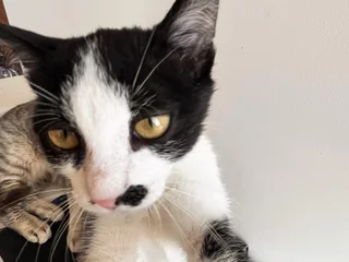 Котёнок