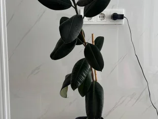 Фикус Эластика