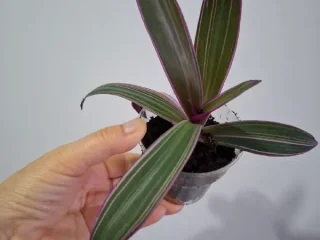 Рэо