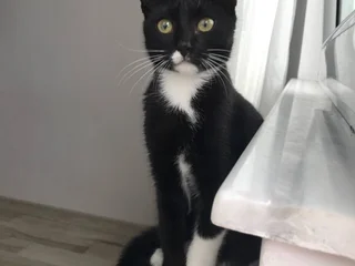 Кошечка, 6 месяцев