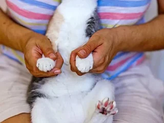Кошка Чупа