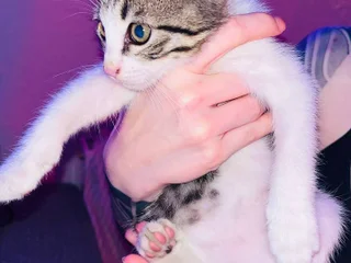 Котёнок мальчик, 1.5 месяца