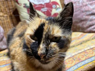 Кошка