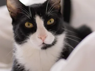 Egyptian cat