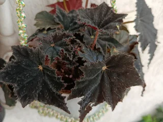 Растения Бегония Black velvet и Традесканция Zebrina