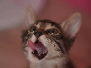 Котёнок Маршалл в добрые руки