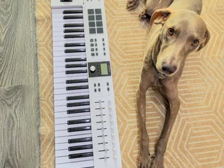 Миди клавиатура Arturia KeyLab Essential 49 MK3