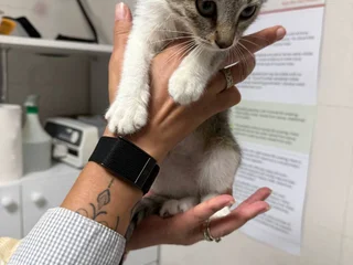 Котенок девочка 3-4 месяца