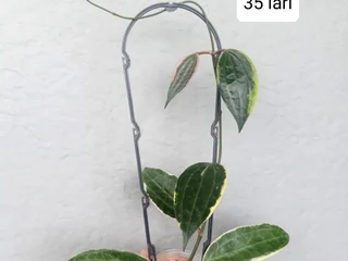 Hoya Macrophylla Albomarginata