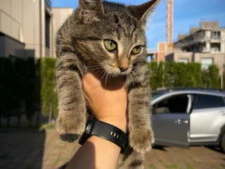 Котёнок тигровой расцветки
