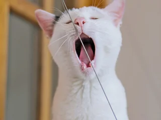 Котик Марлон в добрые руки