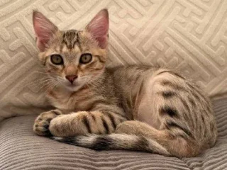 Котёнок Кхалиси