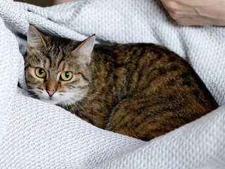 Кошка Асуми в добрые руки