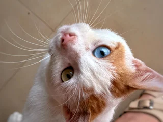 Молодой котик с разными глазами