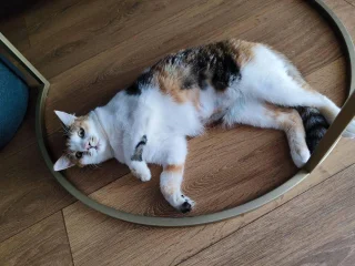 Кошка Курага в добрые руки