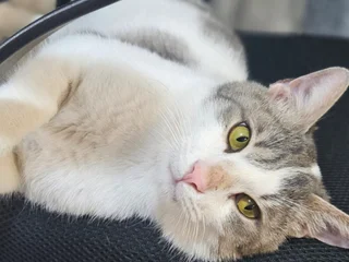 Котик Гудини
