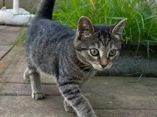Котёнок тигровой расцветки