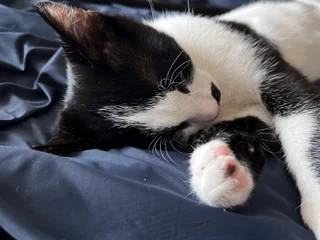 Котенок Шуф Jr