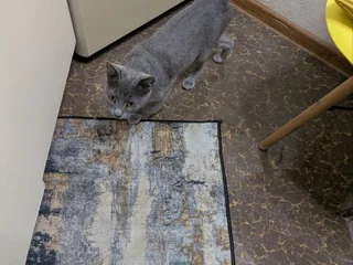 Кошка в добрые руки