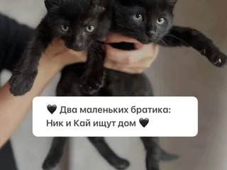 Котята Ник и Кай в добрые руки