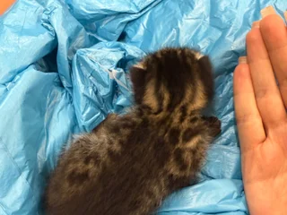 Маленький месячный котенок в добрые руки