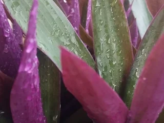 Капуста кочанная