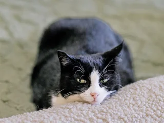 Кошка Николь
