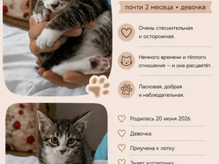 Котята в добрые руки
