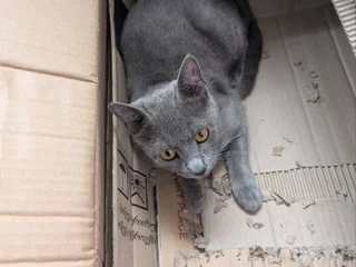 Шотландская прямоухая кошечка