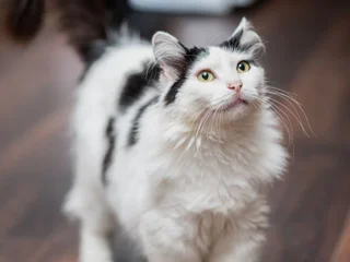 Персидская кошка